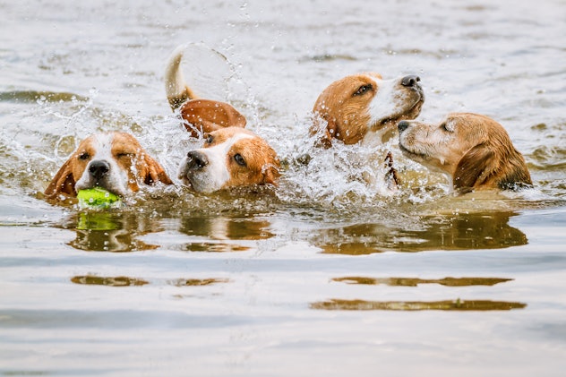 Four beagles swimming and splashing in a lake