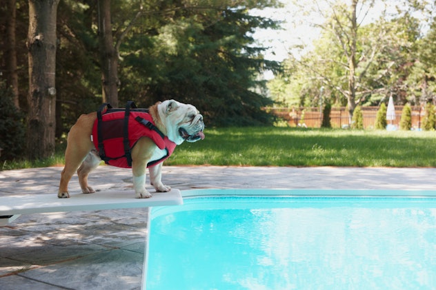 a bulldog on the diving board