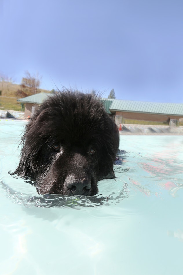Black Newfoundland dog swimming in pool