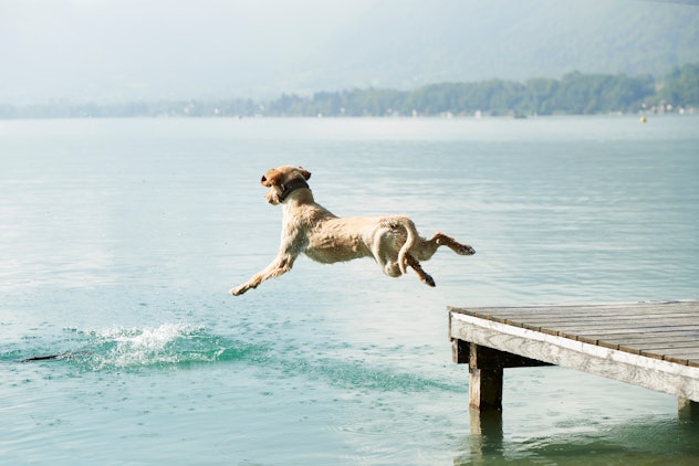 jog jumping off dock into lake