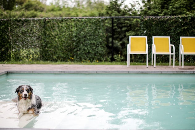 A beautiful blue merle Australain Shepherd relaxes in a concrete inground pool.