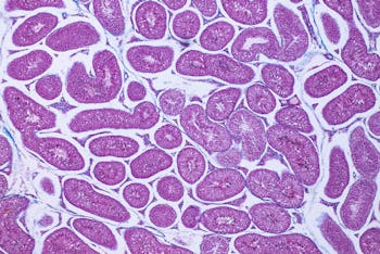 Human testis, light micrograph. Cross-section showing spermatogonia, spermatocytes in meiosis, sperm...