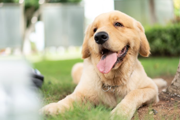 golden retriever dog is lying on the ground and sticking his tongue out