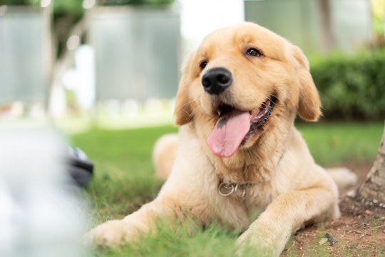 golden retriever dog is lying on the ground and sticking his tongue out