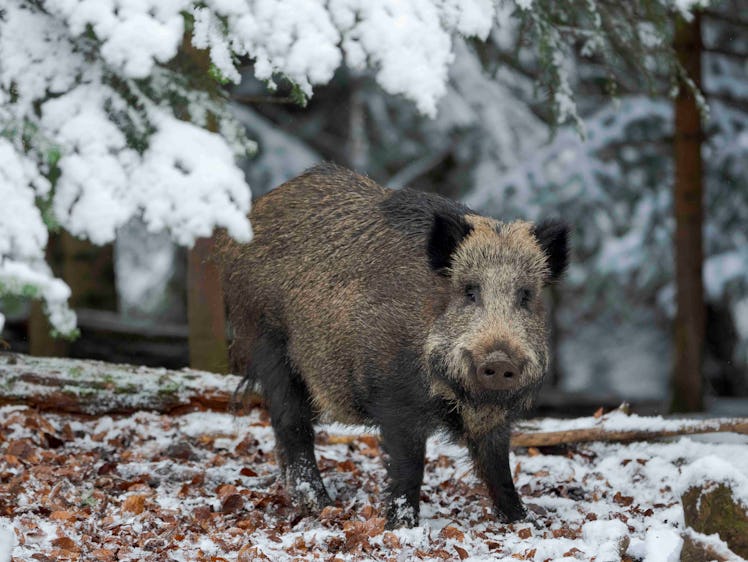 Wild Boar (Eurasian wild pig, Sus scrofa) during winter in high forest. NP Bavarian Forest, enclosur...