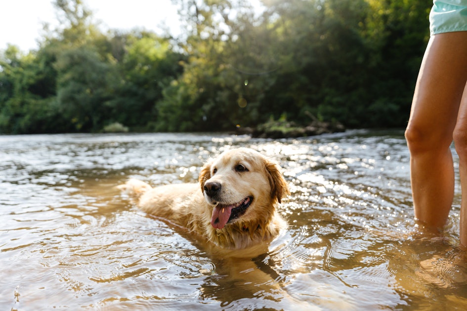 15 Photos Of Dogs Swimming