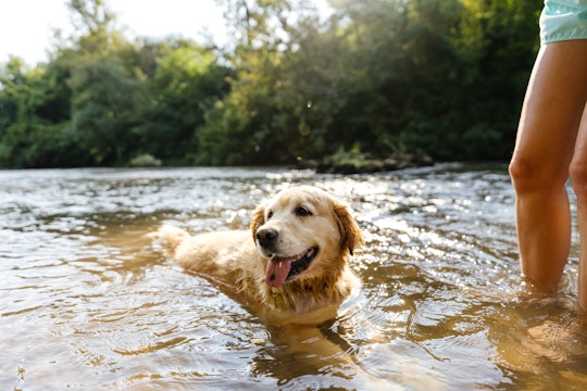 Photo of a golden retriever swimming in the river on a hot summer day.
