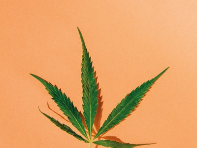Green cannabis leaf on orange background. Medical marijuana.