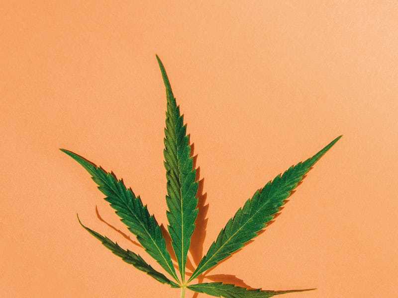 Green cannabis leaf on orange background. Medical marijuana.