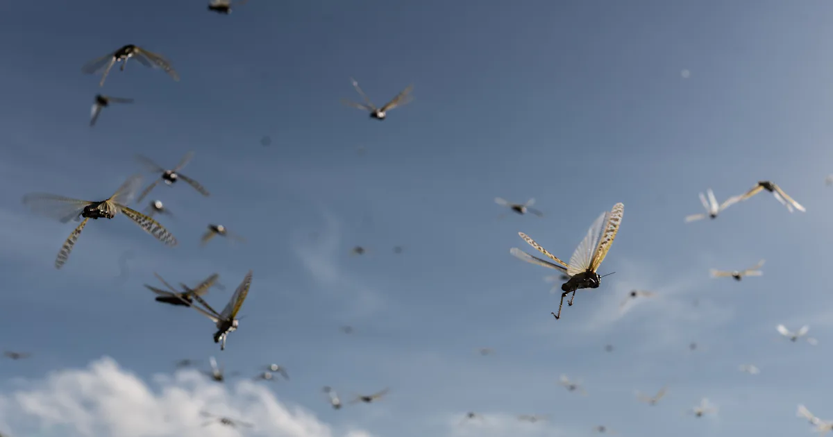 Locust Formation Flying Experimental locust design could change the future of flight
