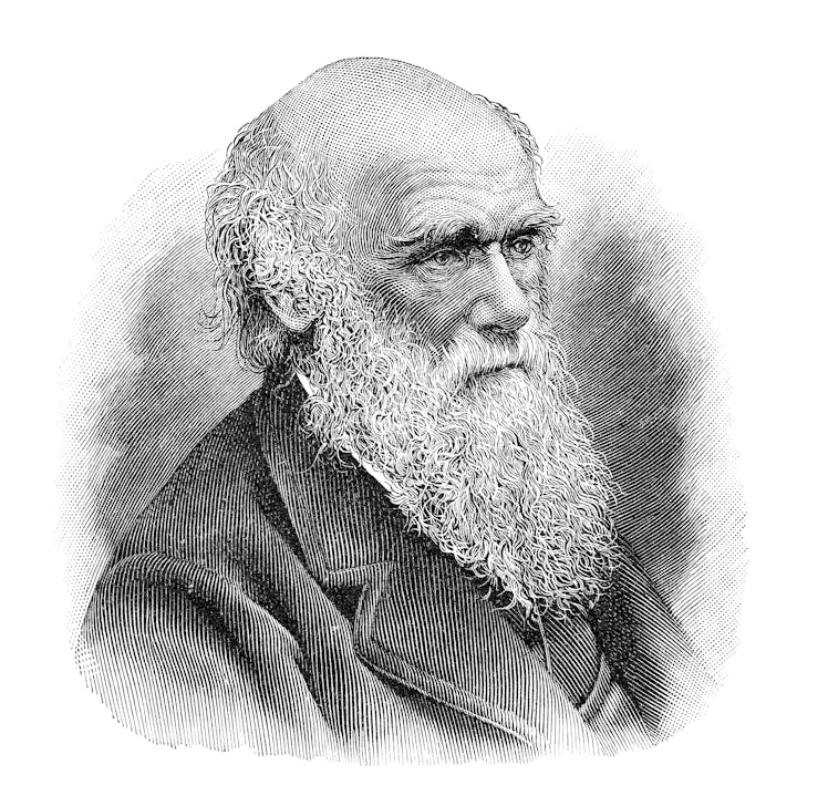 Steel engraving of naturalist Charles Darwin
Original edition from my own archives
Source : Meyers K...