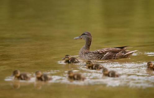 A mother duck and her brood of seven ducklings swim in the pond at Wyomissing's Stone House.IMAGE RN...