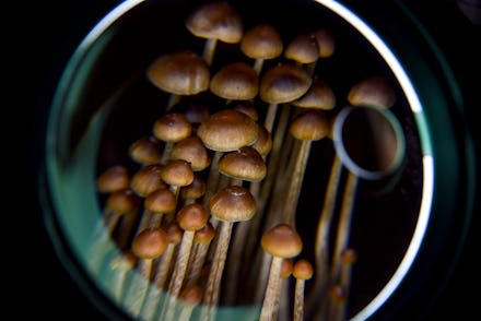 WASHINGTON, DC - FEBRUARY 5:
A DC resident has an operation growing psilocybin mushrooms, including ...