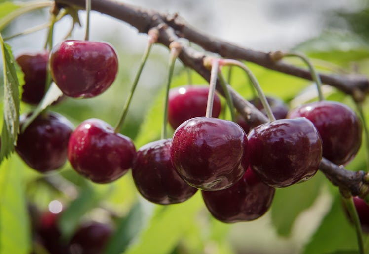 CRIMEA, RUSSIA  JUNE 7, 2021: Wild cherries in an orchard of the Pobeda company in the village of Zh...