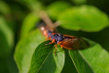 Brood X cicadas emerge after 17 years in Bloomington, Indiana