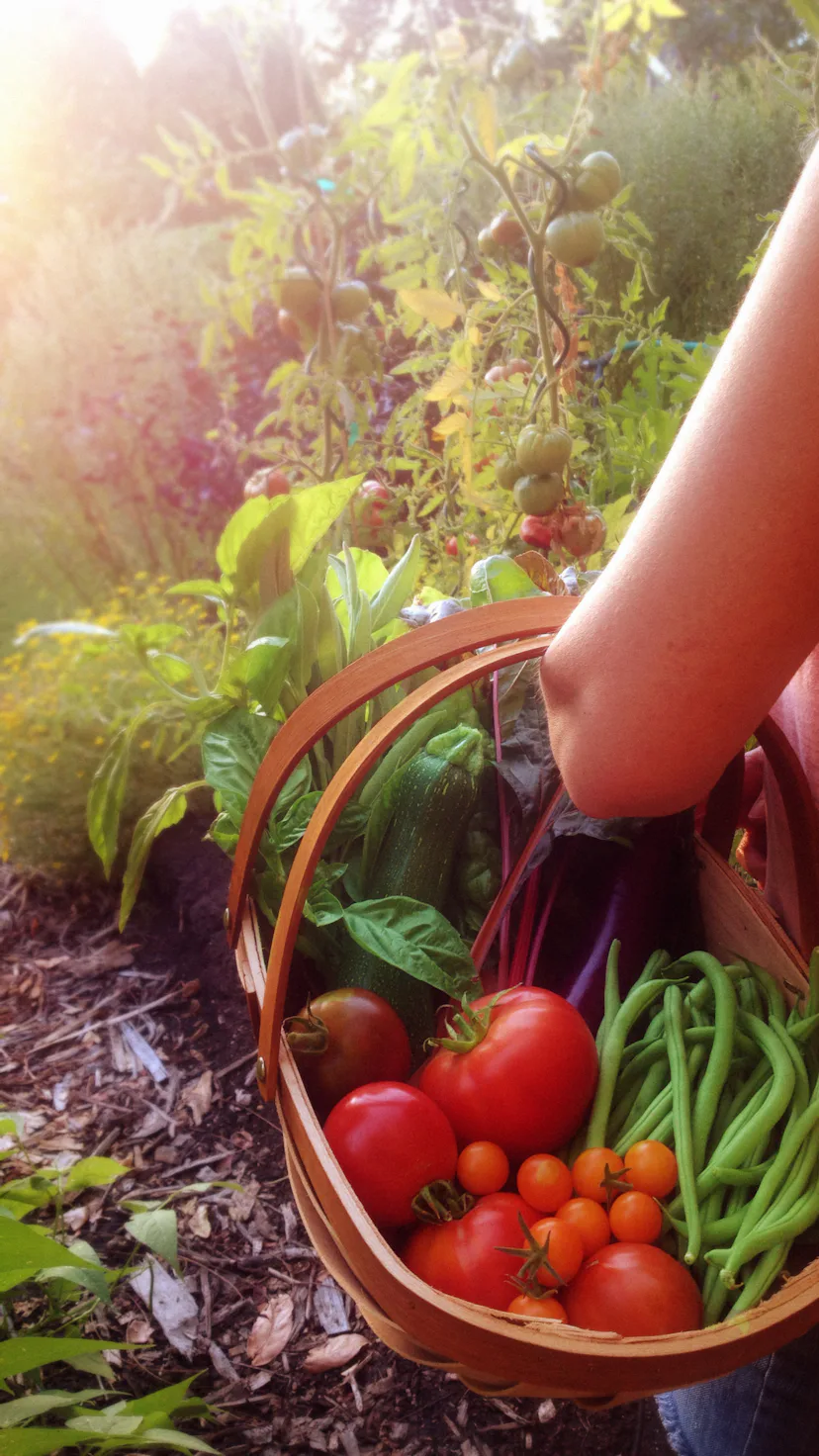 A woman carrying a harvest of vegetables from the garden.