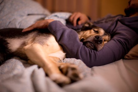 large dog resting, pampered, pampered in the arms of its owner in the bedroom at night