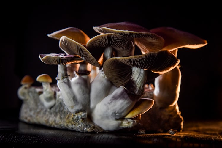 WASHINGTON, DC - FEBRUARY 5:
A DC resident has an operation growing psilocybin mushrooms, including ...