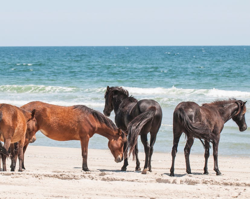 Wild mustangs in the outer banks