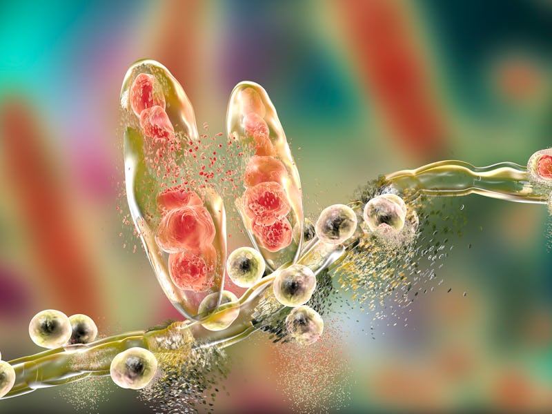 Destruction of athletes foot fungus Trichophyton mentagrophytes, computer illustration. Conceptual i...