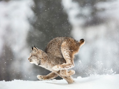 The Canadian lynx is running across the snow. It is in side view. Its right paw is totally burried i...