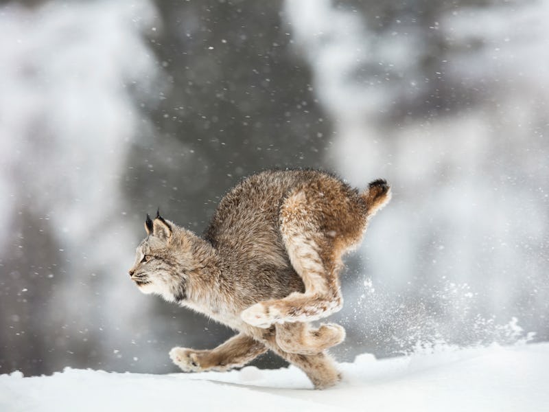 The Canadian lynx is running across the snow. It is in side view. Its right paw is totally burried i...