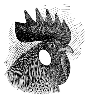 Antique illustration of head of single comb white leghorn cock