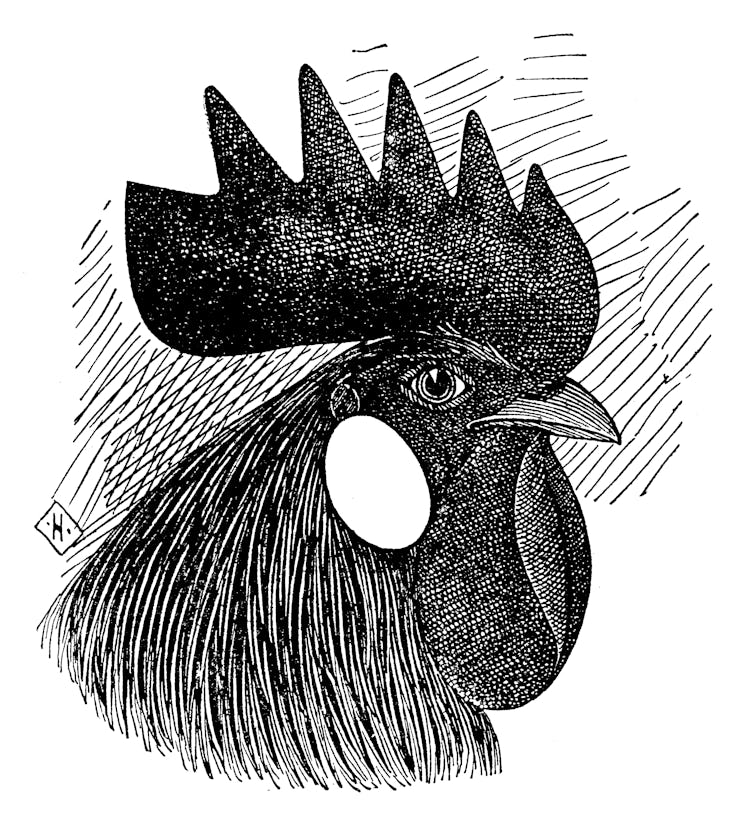 Antique illustration of head of single comb white leghorn cock