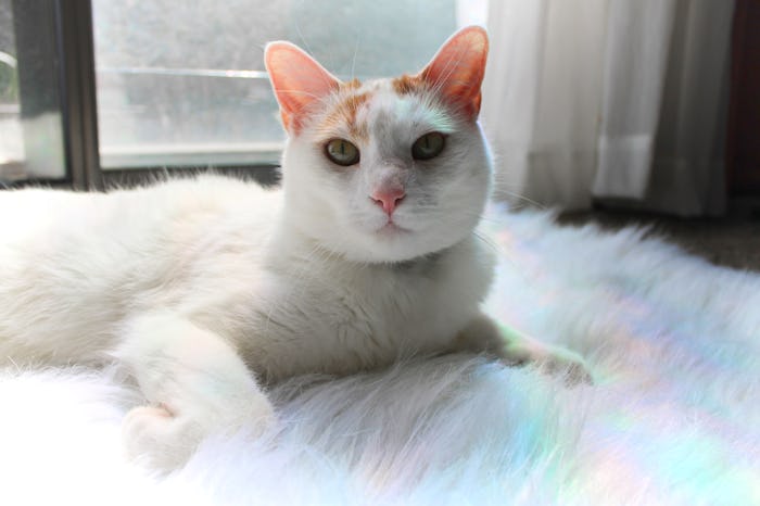 white cat on a furry rainbow rug