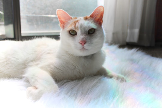 white cat on a furry rainbow rug