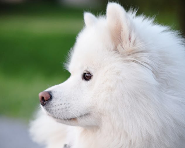 25 Best Dog Breeds For People With Allergies
