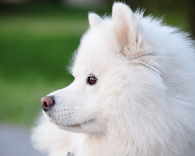 Samoyed dogs are great for people with allergies.