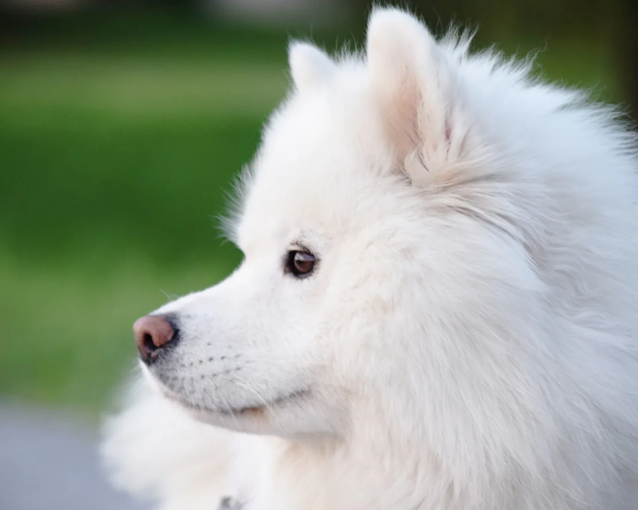 25 Best Dog Breeds For People With Allergies 25-best-dog-breeds-for-people-with-allergies
