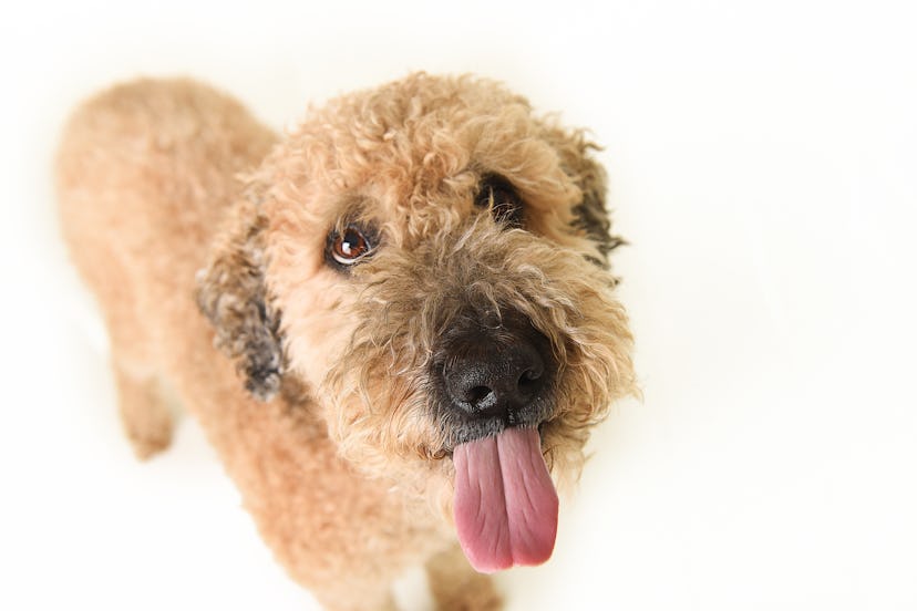 Soft Coated Wheaten Terrier dogs are great for people with allergies.