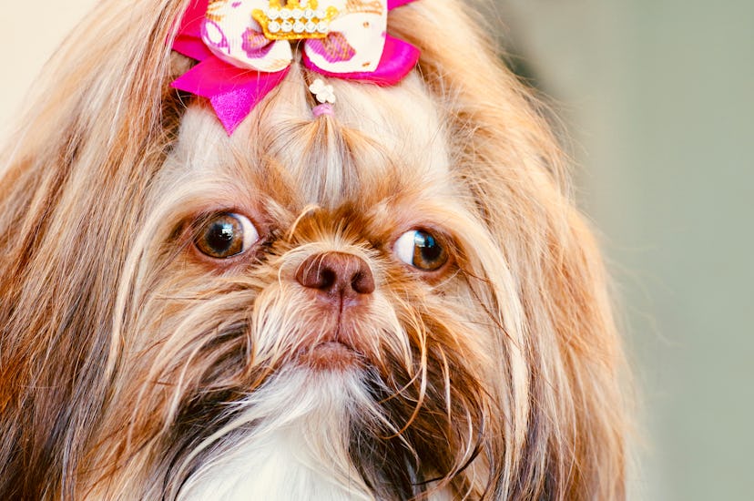 Shih Tzu dogs are great for people with allergies.