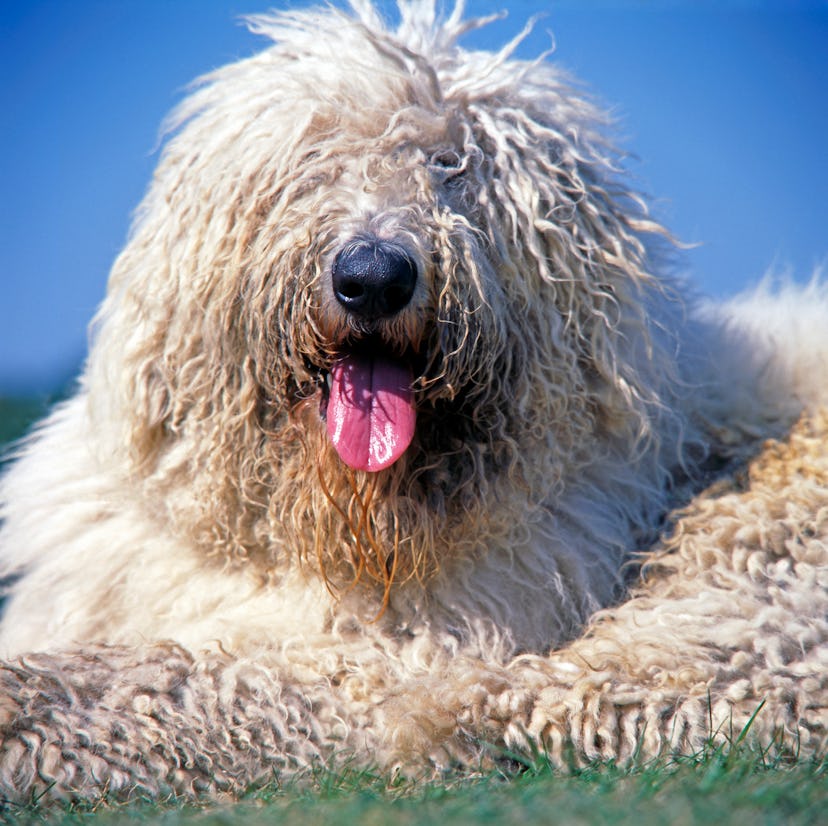 Komondor dogs are great for people with allergies.