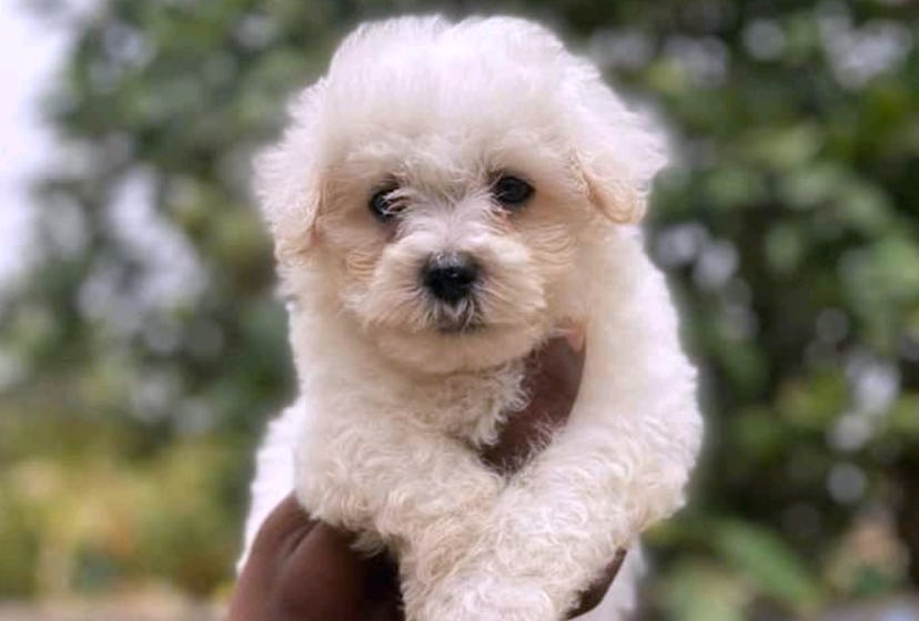 Bichon Frise dogs are great for people with allergies.