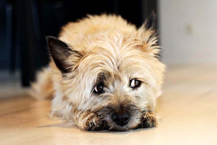 Cairn Terrier dogs are great for people with allergies.
