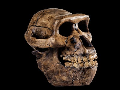 ancient human skull