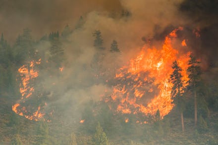 MARKLEEVILLE, CALIFORNIA, UNITED STATES - 2021/07/17: Fire engulfs trees at the Tamarack fire.
The T...