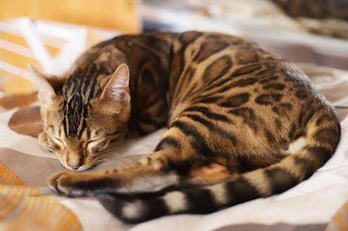 Cute and beautifull bengal cat age of one year sleeping on sofa at home