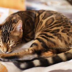 Cute and beautifull bengal cat age of one year sleeping on sofa at home