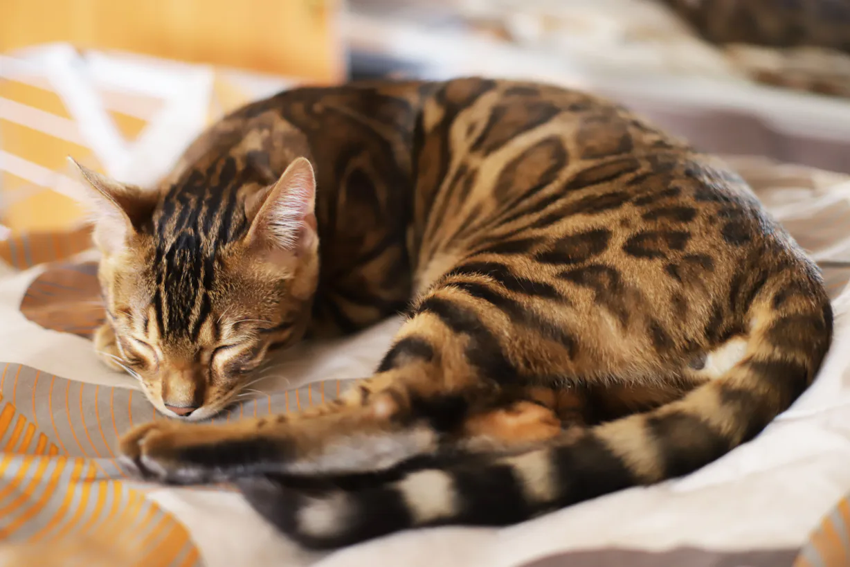 13 Cat Breeds That Don t Shed Much For People Who Are Sensitive To It 13 Cat Breeds That Don t Shed Much For People Who Are Sensitive To It