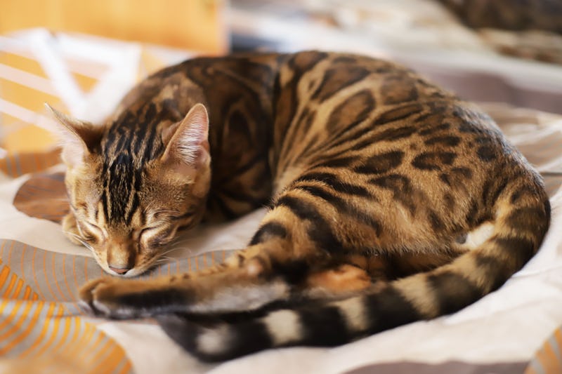 Cute and beautifull bengal cat age of one year sleeping on sofa at home