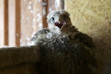 ALTAI TERRITORY, RUSSIA  JUNE 21, 2021: A baby saker falcon at the Taigun breeding and rehabilitatio...