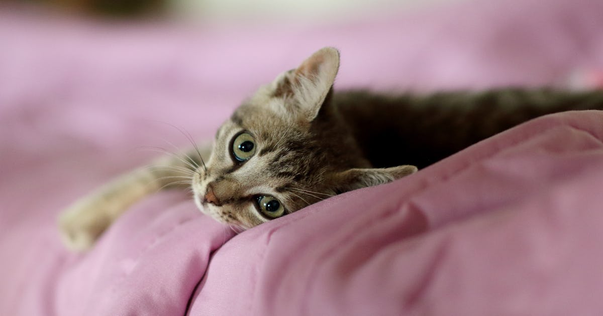 Why Does My Cat Stare At Me Without Blinking Experts Explain why-does-my-cat-stare-at-me-without-blinking-experts-explain