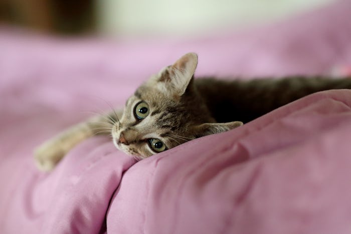light gray kitten lying on pink bed