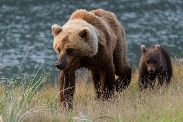 Viral Photo Of Grieving Mama Bear Standing With Cub Is Heartbreaking