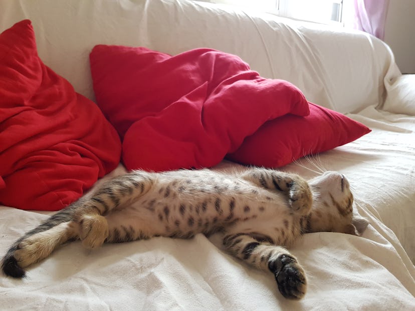 Why Does My Cat Sleep On My Head Experts Explain why-does-my-cat-sleep-on-my-head-experts-explain