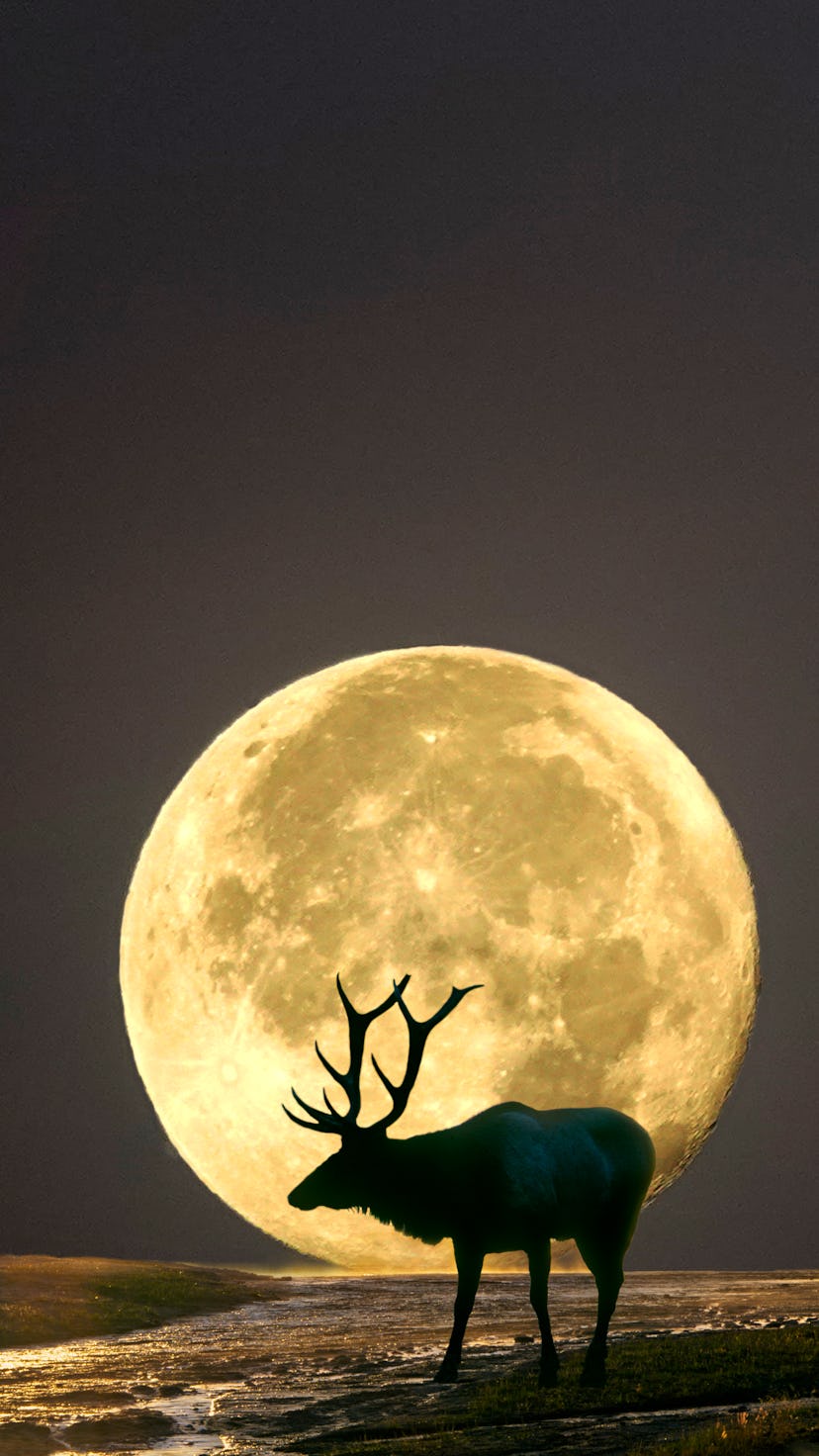 The Buck Moon signals the season when male deers fully grow into their antlers. 